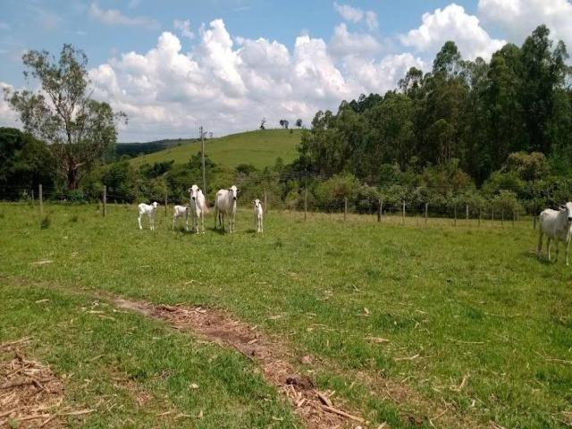 #131 - Chácara para Venda em Itapetininga - SP - 2