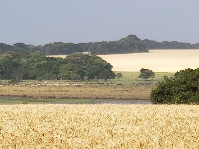 #160 - Fazenda para Venda em Paranapanema - SP - 3